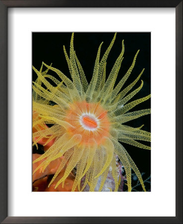Tubastraea Coral Polyp Detail, Indonesia by David B. Fleetham Pricing Limited Edition Print image