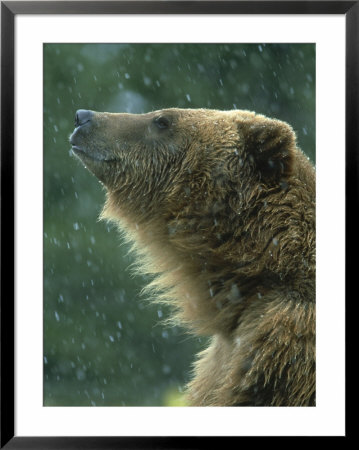 Grizzly Bear, Portrait, Usa by Mark Hamblin Pricing Limited Edition Print image