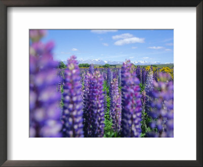 Wild Lupins In The Mt. Cook National Park, Canterbury, South Island, New Zealand by Neale Clarke Pricing Limited Edition Print image