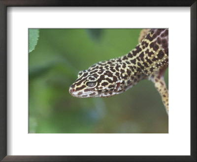 Leopard Gecko by Alan And Sandy Carey Pricing Limited Edition Print image
