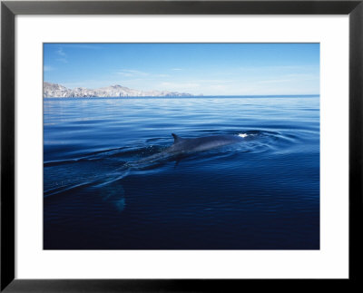 Fin Whale At Surface, Baja, California by Gerard Soury Pricing Limited Edition Print image