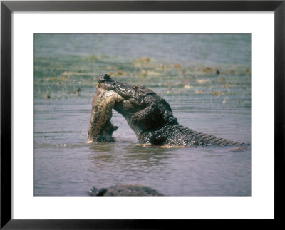 Swamp Crocodile Eating Python, Sri Lanka by Mary Plage Pricing Limited Edition Print image