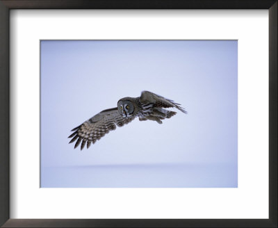 Great Grey Owl (Strix Nebulosa) In Flight, Finland, Scandinavia, Europe by David Tipling Pricing Limited Edition Print image