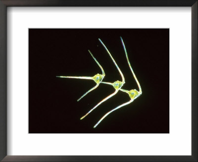 Dinoflagellates, Ceratium Sp by Oxford Scientific Pricing Limited Edition Print image