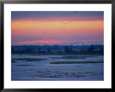 Ducks And Geese Take Flight Over The Frozen Platte River At Twilight by Joel Sartore Pricing Limited Edition Print image