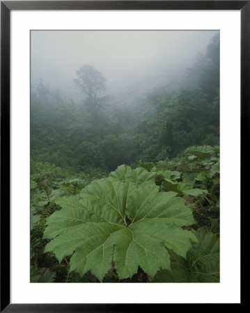 Fog And Rain Forest Foliage, Costa Rica by Michael Melford Pricing Limited Edition Print image