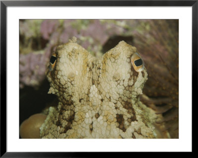 Closeup Of Octopus Eyes And Head by Jason Edwards Pricing Limited Edition Print image