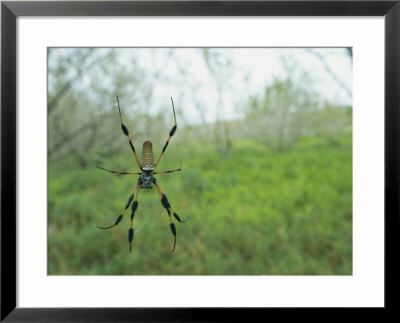 Orb Weaver Spider Spins Its Web by Klaus Nigge Pricing Limited Edition Print image