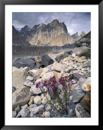 Dwarf Fireweed And Trango, Baltoro Muztagh Range, Pakistan by Gavriel Jecan Pricing Limited Edition Print image