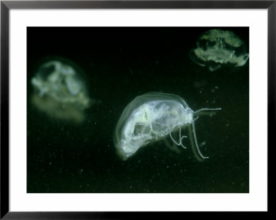 Freshwater Jellyfish, Vt, Usa by Gustav Verderber Pricing Limited Edition Print image