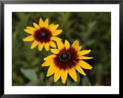 Close-Up Of Two Yellow And Red Flowers by Todd Gipstein Pricing Limited Edition Print image