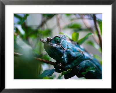 Male Parson's Chameleon In Analamazaotra Reserve, Toamasina, Madagascar by Karl Lehmann Pricing Limited Edition Print image