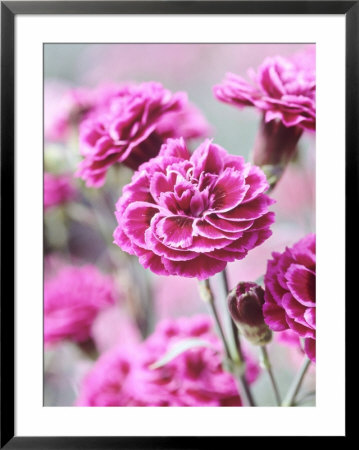 Dianthus Washington, Collection Of Pink Flowers, Whetman Pinks Ltd National Collection by Lynn Keddie Pricing Limited Edition Print image