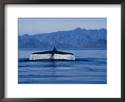 Blue Whale, Raising Flukes, Sea Of Cortez by Gerard Soury Pricing Limited Edition Print image