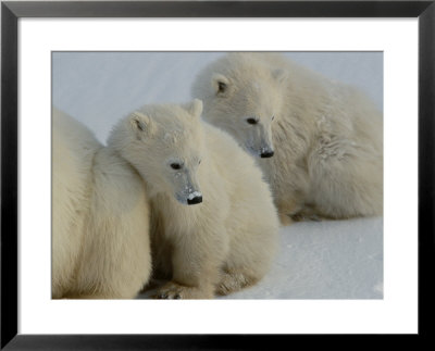 Two Polar Bear Cubs Huddle Behind Their Mother by Norbert Rosing Pricing Limited Edition Print image