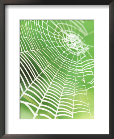 Spiders Web With Morning Dew, Threads Illuminated & Look White Against Green Backdrop by Sunniva Harte Pricing Limited Edition Print image