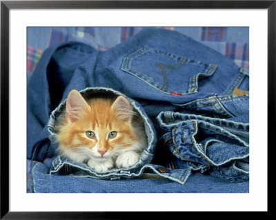 Domestic Cat by Klein And Huber Pricing Limited Edition Print image