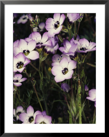 Patch Of Wildflowers With White, Purple-Edged Petals, California by Sylvia Sharnoff Pricing Limited Edition Print image