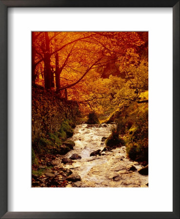 Fall Foliage And Running Stream, Grindsbrook Edale, Peak District, Derbyshire, England, Uk by David Hughes Pricing Limited Edition Print image