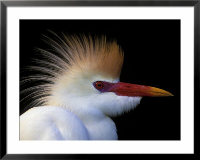 Portrait Of Cattle Egret In Breeding Plumage At St. Augustine Alligator Farm, Florida by Arthur Morris Pricing Limited Edition Print image