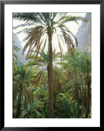 Date Palms Line The Inner Canyon At Lush Taab Springs Oasis by Stephen Alvarez Pricing Limited Edition Print image