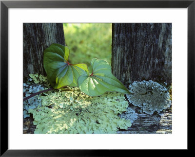 A Cinnamon Vine And Foliose Lichen Growing On A Wooden Fence by George F. Mobley Pricing Limited Edition Print image