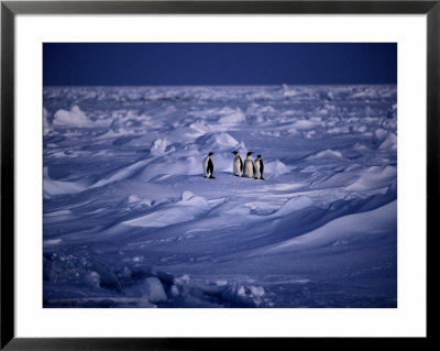 Emperor Penguins On The Frozen Southern Ocean by Maria Stenzel Pricing Limited Edition Print image