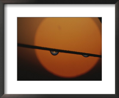 A Blade Of Grass With Drops Of Dew Against The Setting Sun by Raul Touzon Pricing Limited Edition Print image