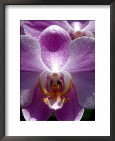 Wild Orchids In Mountain Pine Ridge Rainforest, Cayo District, Belize by Greg Johnston Pricing Limited Edition Print image