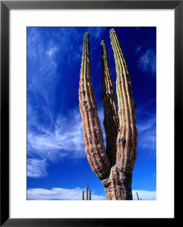 Cardon Cactus Pachycereus Pringlei, World's Tallest Species Of Cactus, Endemic To Baja California by Brent Winebrenner Pricing Limited Edition Print image