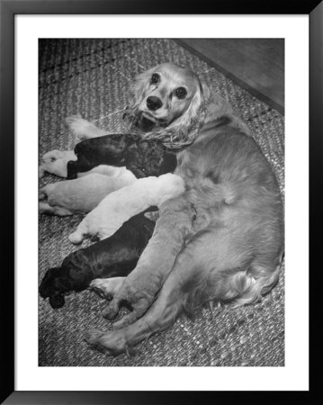 Cocker Spaniel Nursing Her Puppies by Hansel Mieth Pricing Limited Edition Print image
