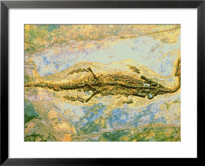 Fossil Mosasaur, Pachypleurosaurus Gezobitomenzone, Lower Triassic by David M. Dennis Pricing Limited Edition Print image
