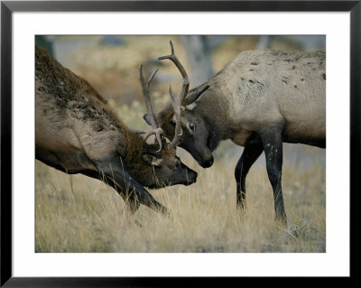 Young Bull Wapitis Spar At The Start Of The Fall Rut by Raymond Gehman Pricing Limited Edition Print image