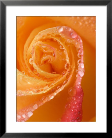 Rose Close-Up With Dew by Nancy Rotenberg Pricing Limited Edition Print image