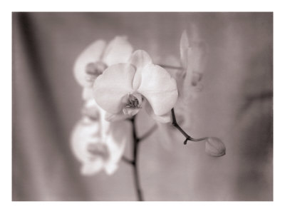 Stems Ii by Jason Graham Pricing Limited Edition Print image