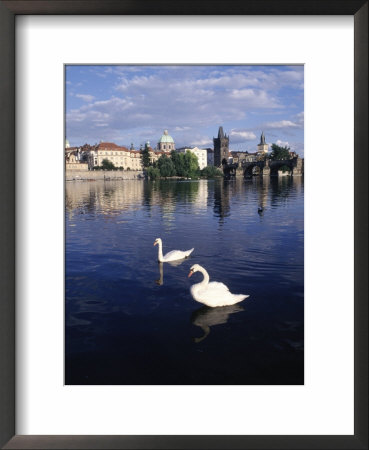 Swans, River Vltava, Prague, Czech Republic by Dan Gair Pricing Limited Edition Print image