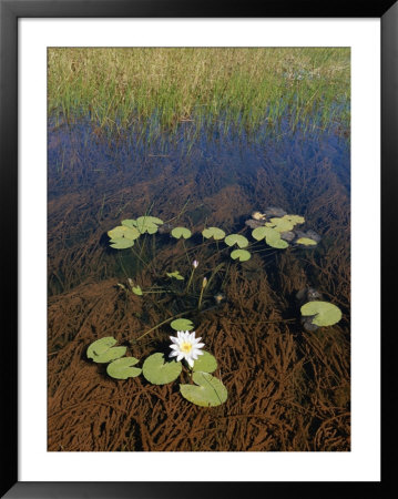 Water Lily Pads And Flower by Nicole Duplaix Pricing Limited Edition Print image