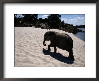 Baby African Elephant Taking A Sand Bath by Chris Johns Pricing Limited Edition Print image
