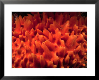 Detail Of Encrusting Sponge (Polymastia Granulosa), Leigh, New Zealand by Jenny & Tony Enderby Pricing Limited Edition Print image