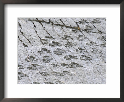 The World's Longest Dinosaur Tracks, Cretaceous Titanosaurus, Near Sucre, Bolivia, South America by Tony Waltham Pricing Limited Edition Print image