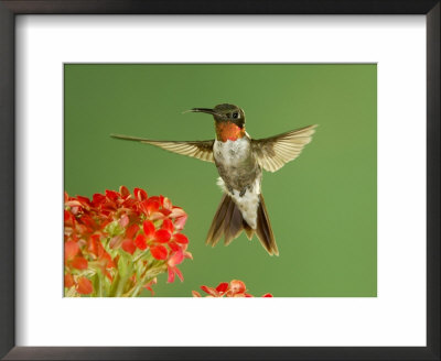 Ruby Throated Hummingbird,Male Feeding On Kalanchoe Flower, New Braunfels, Texas, Usa by Rolf Nussbaumer Pricing Limited Edition Print image