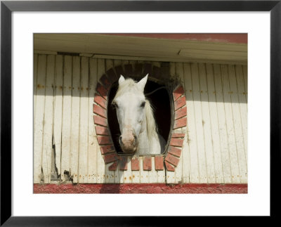 Horse In Stables On Way To Monteverde, Costa Rica, Central America by R H Productions Pricing Limited Edition Print image