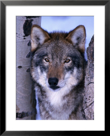 Gray Wolf Standing Between Trees, Canis Lupus by Lynn M. Stone Pricing Limited Edition Print image