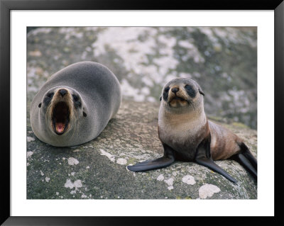 New Zealand Fur Seal And Her Pup Lounge On A Rock by Annie Griffiths Belt Pricing Limited Edition Print image