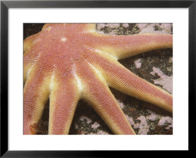 A Close-Up Of A Smooth Sun Star by Brian J. Skerry Pricing Limited Edition Print image