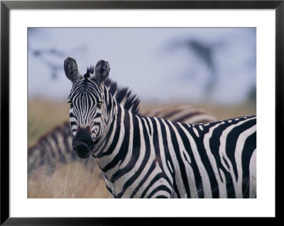 Plains Zebra by Michael Nichols Pricing Limited Edition Print image