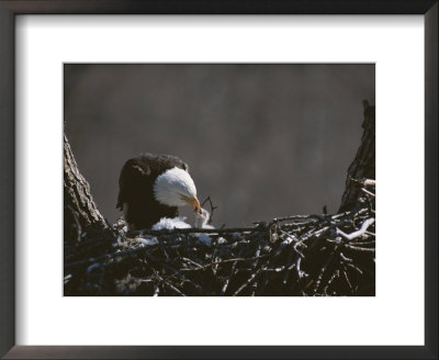 An American Bald Eagle Feeds Its Chick by Roy Toft Pricing Limited Edition Print image