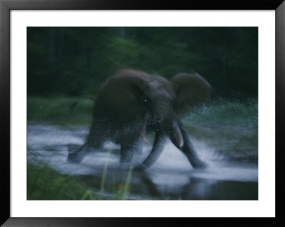 A Charging Female Elephant by Michael Nichols Pricing Limited Edition Print image