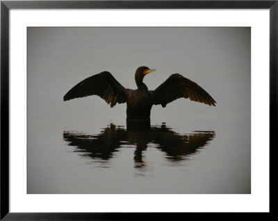 A Black-Faced Cormorant Rising Out Of The Water by Joel Sartore Pricing Limited Edition Print image