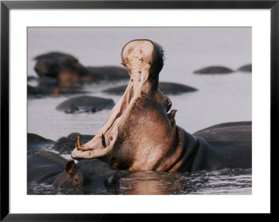 Yawning Hippopotamus by George F. Mobley Pricing Limited Edition Print image
